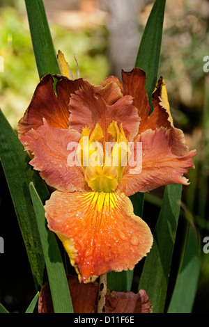 Fleur d'iris de Louisiane - du nom de cultivar, 'Grade' , orange et jaune avec des fleurs feuillage vert Banque D'Images