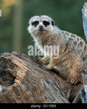 Meerkat sur se connecter au zoo de Taronga Western Plains à Dubbo NSW, Australie Banque D'Images