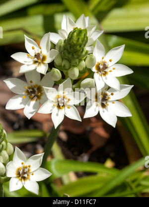 Ornithogalum 'flocon' Chesapeake - grappe de fleurs en forme d'étoile blanche et boutons verts avec le feuillage Banque D'Images