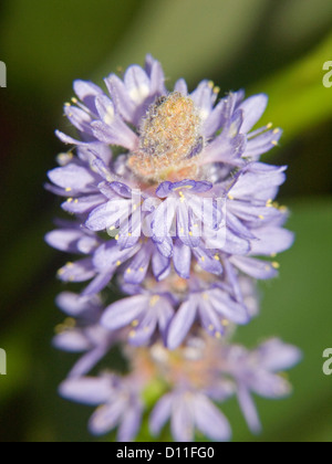 Fleurs bleues des végétaux aquatiques - Pontederia cordata - mauvaises herbes des marais, contre un fond vert sombre Banque D'Images