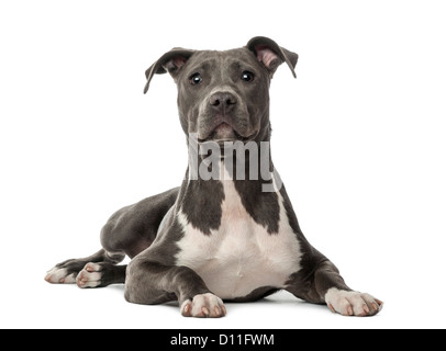 American Staffordshire Terrier puppy, 6 mois, couché et regardant la caméra contre fond blanc Banque D'Images