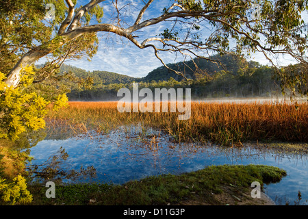 Paysage avec wattle / Acacia fleurs et de brume du matin calme sur le lac bleu à Dunns, marais du parc national Wollemi, NSW Australie Banque D'Images