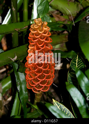 Grand pic de bractées rouge vif et les fleurs des plantes ornementales plantes gingembre GINGEMBRE Zingiber spectabil - ruche, avec des feuilles vertes Banque D'Images