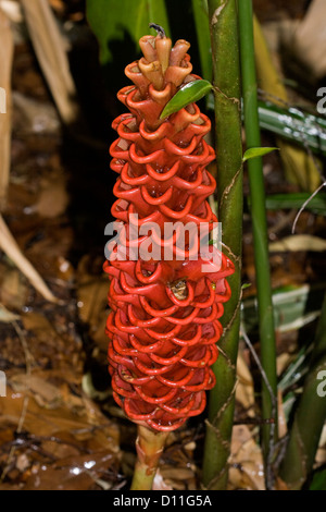 Grand pic de bractées rouge vif et les fleurs des plantes ornementales plantes gingembre GINGEMBRE Zingiber spectabil - ruche, avec des feuilles vertes Banque D'Images