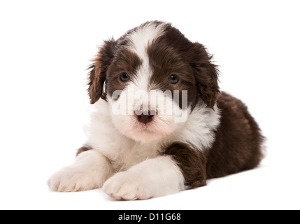 Bearded Collie puppy, 6 semaines, avoir menti sur fond blanc Banque D'Images
