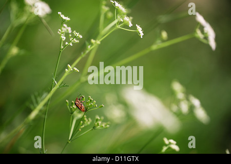 Macro image de Graphosoma lineatum dans l'herbe. L'insecte rouge dans l'herbe. Banque D'Images