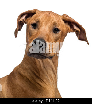 Close-up d'un Rhodesian Ridgeback regardant la caméra contre fond blanc Banque D'Images