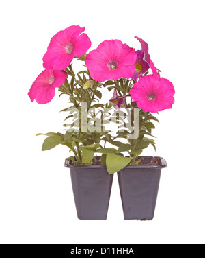 Pack de deux à fleurs rose petunia plants prêts pour le repiquage Banque D'Images