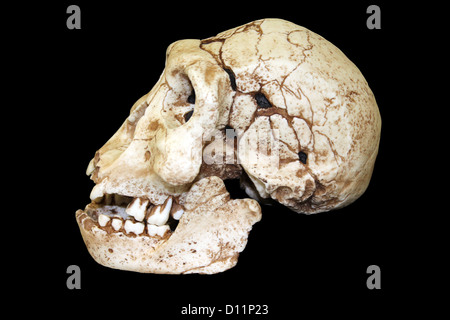 Vue latérale du crâne Homo erectus Dmanisi Banque D'Images