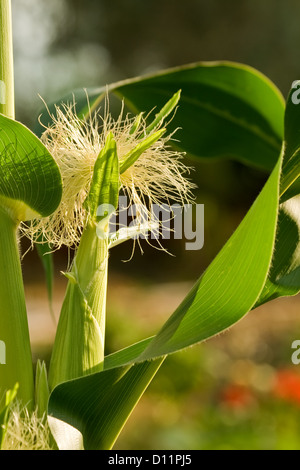 Maïs femelle, avec les jeunes de la soie. Banque D'Images