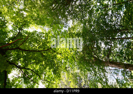 Sous des arbres dans une forêt jusqu'à la Banque D'Images