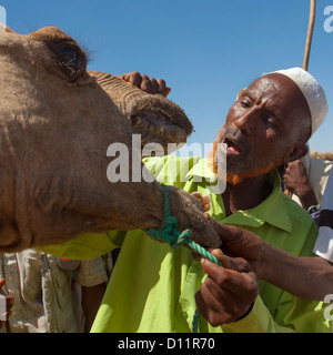 Avec l'homme de la tribu Karrayyu Ginger Beard contaminé Contrôle de la bouche d'un chameau, le marché de l'Éthiopie, Metehara Banque D'Images