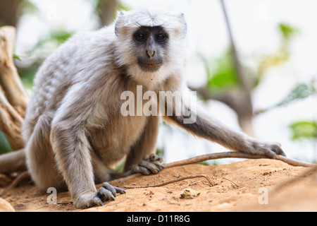 L'Inde, l'Uttarakhand, Gray langur à Jim Corbett National Park Banque D'Images
