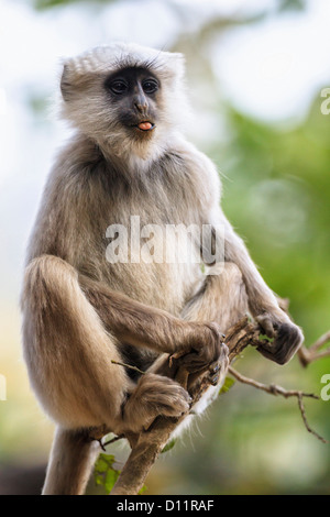 L'Inde, l'Uttarakhand, Langur à Jim Corbett National Park Banque D'Images