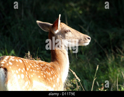 Portrait intime d'une femme daims Banque D'Images