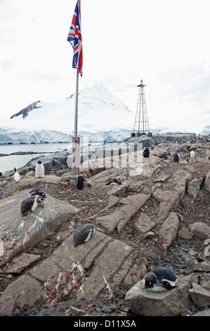 Pingouins pondent sur les rochers le long de la côte avec l'Union européenne drapeau sur un poteau de l'Antarctique ; Banque D'Images