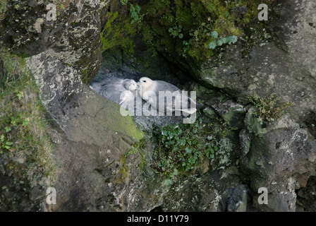 Le Fulmar boréal (Fulmarus glacialis) l'île de Heimaey Îles Westmann Islande Europe Banque D'Images