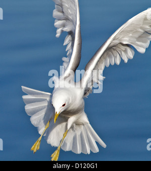 Flying seagull Banque D'Images