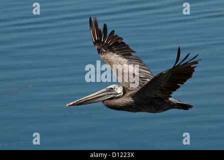 Pélican brun Pelecanus occidentalis Réserve écologique de Bolsa Chica California USA Banque D'Images