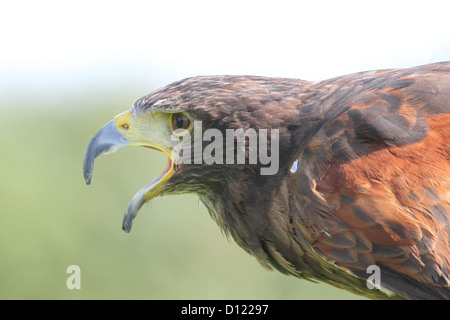 Harris's Hawk au Royaume-Uni Banque D'Images