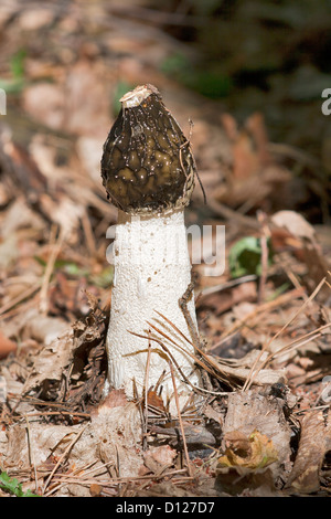 Phalle impudique commun champignon (Phallus impudicus) dans l'environnement naturel Banque D'Images