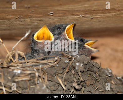 Les très jeunes unfledged hirondelle (Hirundo rustica) dans le nid, avec leur mère (12 images au total) Banque D'Images