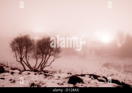 Silhouette d'arbres dans le brouillard sur une nuit très froide en couleurs monochromatiques Banque D'Images