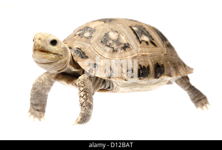 Cute animal tortue tortue isolé Banque D'Images