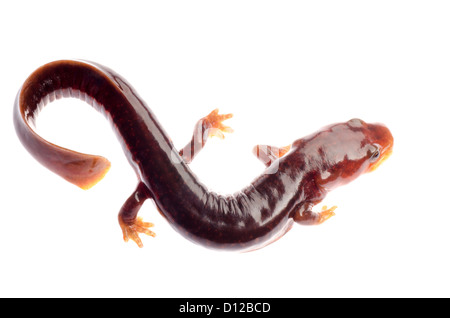 Salamandre tsitou chinois newt isolated on white Banque D'Images