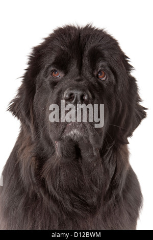 Portrait de chien Terre-neuve sur fond blanc Banque D'Images