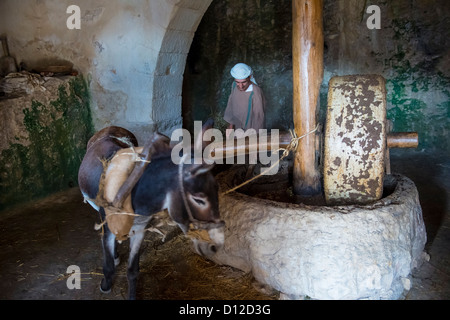 Millstone & âne utilisé pour presser les olives pour faire l'huile d'olive dans Nazareth Village Banque D'Images