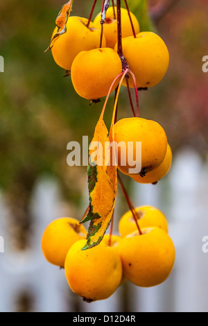 Pommes de crabe en hiver Banque D'Images