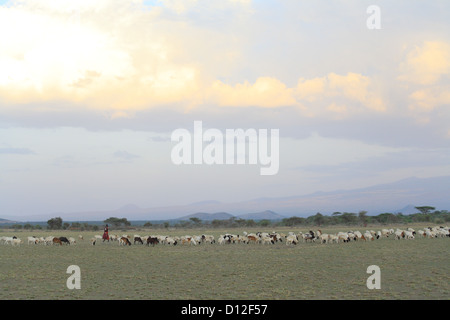 Le Masai berger avec troupeau, région d'Arusha, Tanzania, Africa Banque D'Images