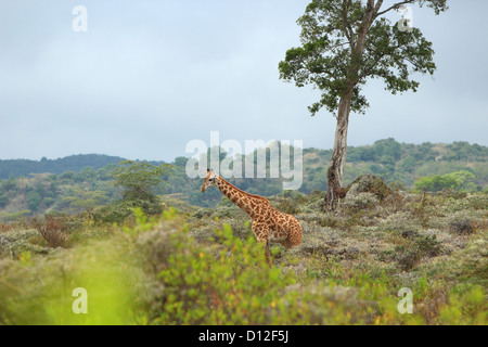 Girafe au Parc National d'Arusha, Tanzania, Africa Banque D'Images