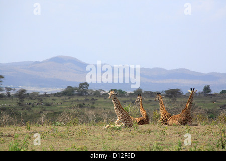 Girafe au Parc National d'Arusha, Tanzania, Africa Banque D'Images