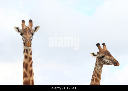 Girafe au Parc National d'Arusha, Tanzania, Africa Banque D'Images