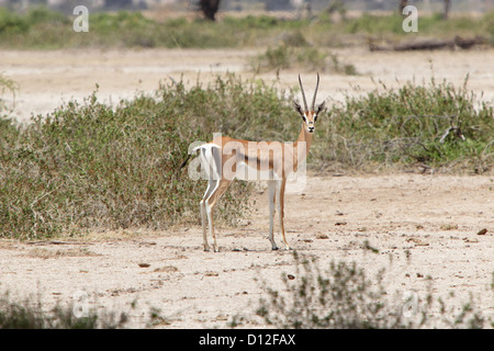 Impala antilope, Parc National d'Arusha, Tanzania, Africa Banque D'Images