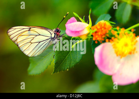Aporia crataegi (noir-blanc veiné) papillon sur rose en été. Banque D'Images