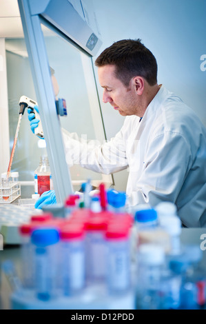 Male scientist assis à pipetage hotte de rouge dans les tubes à essai Banque D'Images