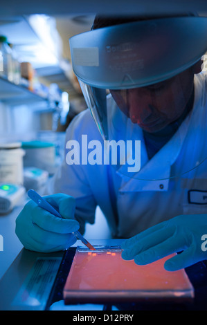 Plus de travail scientifique d'une lampe à ultraviolet fort pendant la préparation d'une électrophorèse sur agarose gel utilisé dans la séparation de l'ADN Banque D'Images