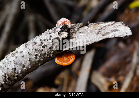 La culture des champignons Orange sur moignon Pandanus sur Chichijima, Îles d'Ogasawara, Tokyo, Japon Banque D'Images