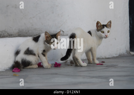 Zwei junge, Hauskätzchen Weiss mit Punkten, Canaries, Guadeloupe, deux chatons, repéré, Cyclades, Grèce, Non-pedigree Shortha Banque D'Images