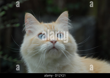 Emilycullen4, Creme-Tabby-Point mit blauen Augen, Portraet, cat, Cream-Tabby-Point Blue-eyed, portrait, felis silvestris forma catu Banque D'Images