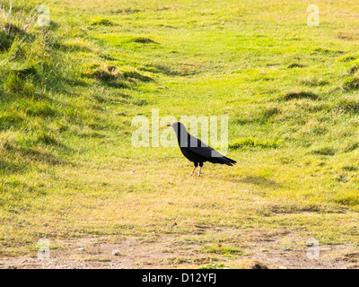 Bec rouge (Pyrrhocorax pyrrhocorax Chough) l'emblème de Cornwall sur la côte de Cornouailles près de Trevose Head. Banque D'Images