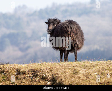 Portrait d'un mouton domestique noir Ouessant,qui est la plus petite des moutons dans le monde, adaptées pour vivre dans des zones venteuses. Banque D'Images