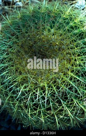 Détail d'une plante du désert vert le matin Banque D'Images