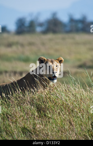 Lioness (Panthera leo) à regarder et à l'affût de proies dans le Parc National du Serengeti Tanzanie Afrique Banque D'Images