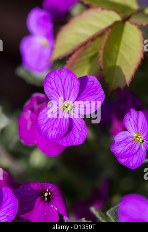 Close up of purple fleurs Aubretia Banque D'Images