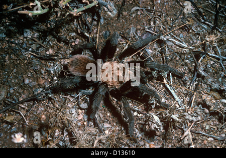 Mexique / Arizona / blonde Western Desert tarantula (Aphonopelma chalcodes) de sexe masculin dans la nuit in desert, Arizona, USA Banque D'Images