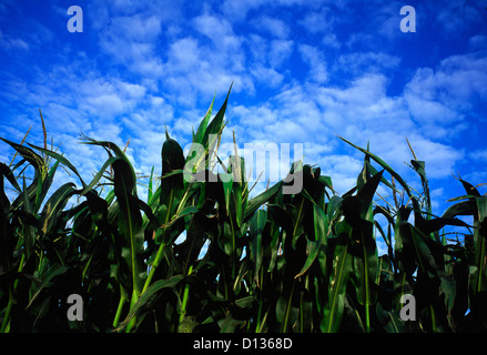 Les jeunes de la récolte de maïs, ciel bleu,nuages,Normandie,France Banque D'Images